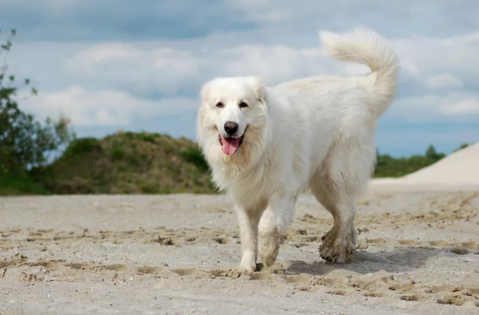 Best Dog Clippers for Great Pyrenees