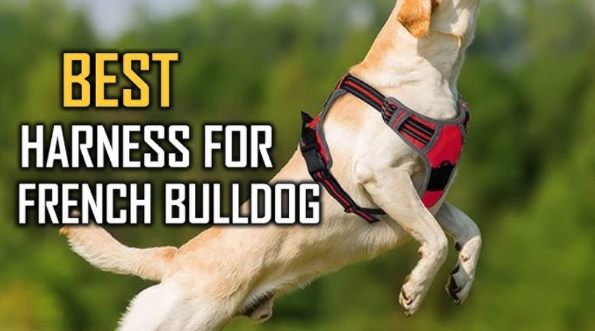 Best Harnesses For French Bulldogs