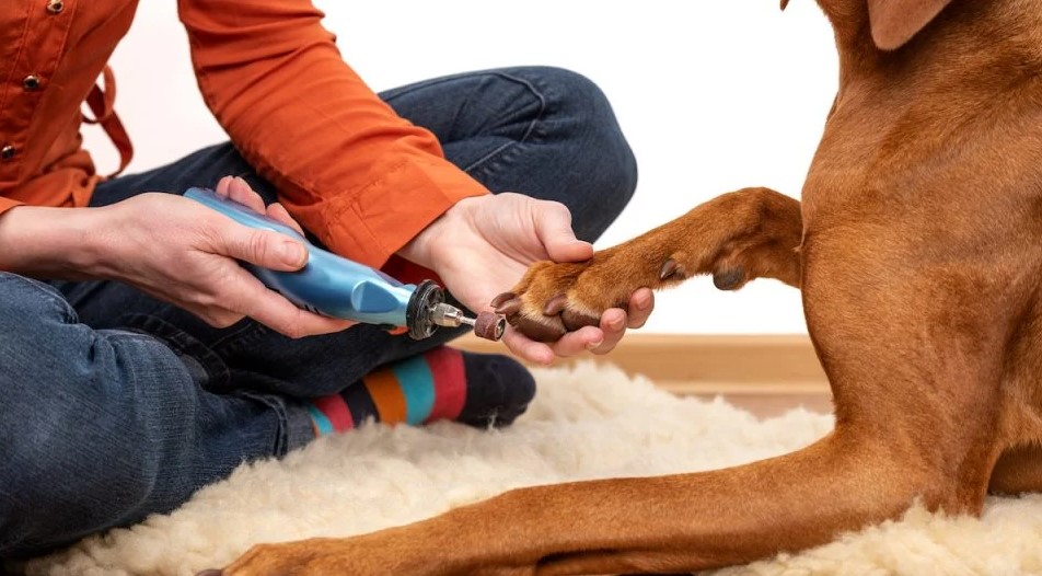 Best Nail Grinders For Dogs