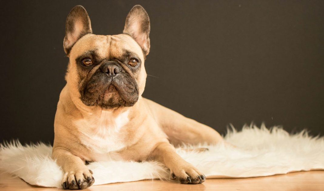 Best Wipes for French Bulldogs