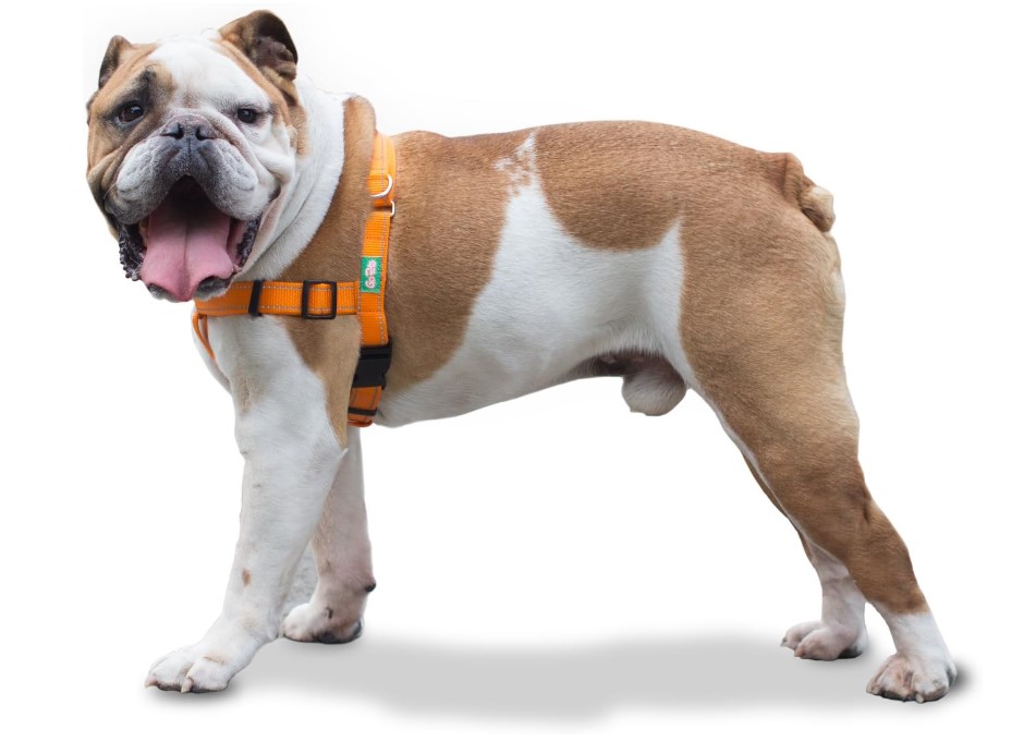 Best Harnesses For French Bulldogs