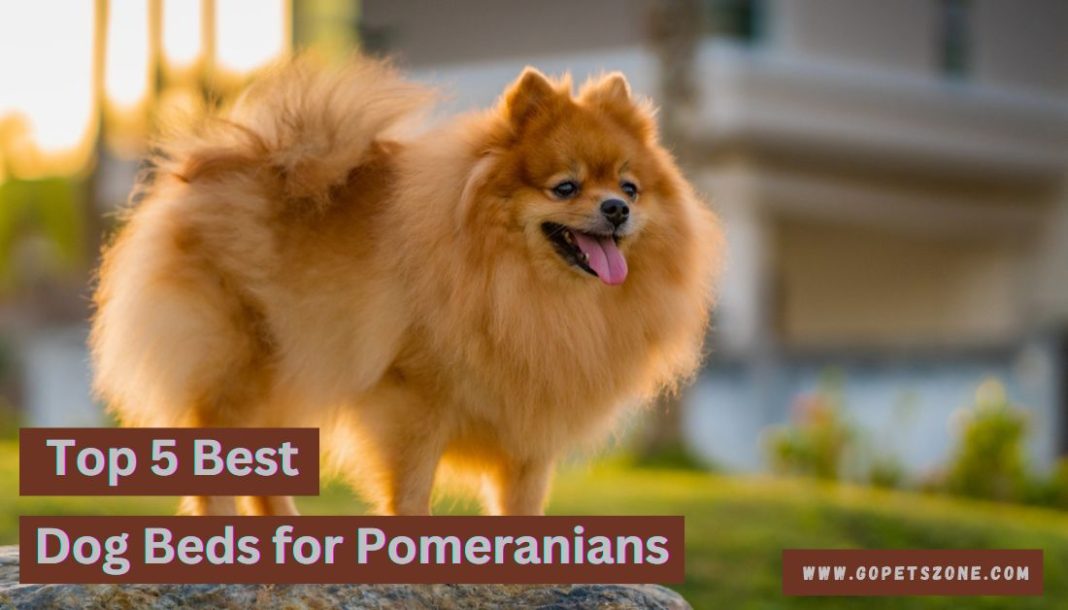 Best Dog Beds for Pomeranians