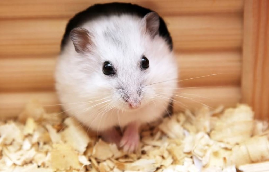 White Hamster Names