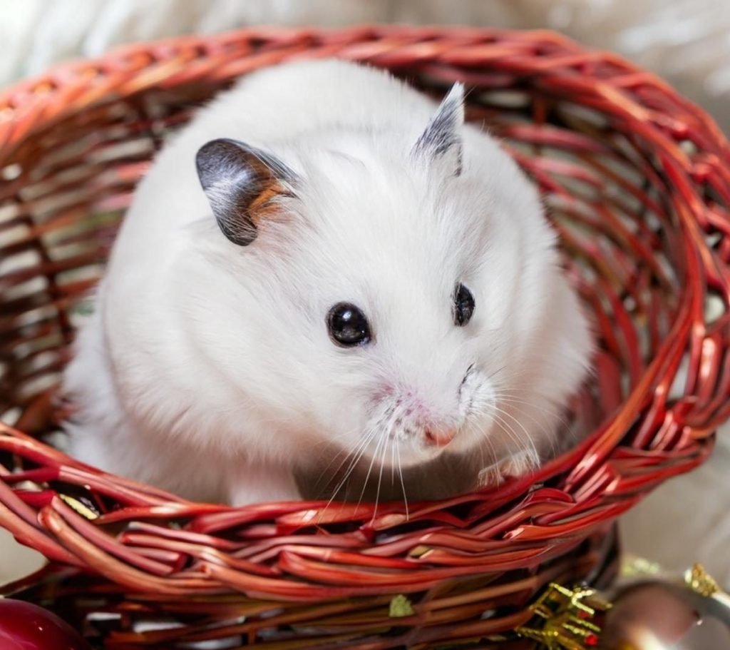 White Hamster Names